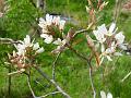 2008-0401_1340_White_flowering_shrub_14,7_C